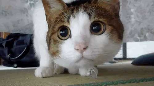 18523-Cat-Gif-Find-Share-On-Giphy.gif