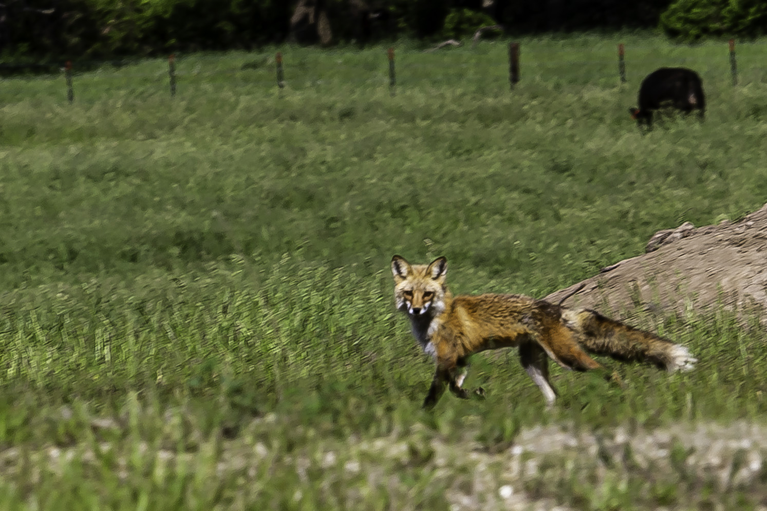 2019_06_02_fox_quarry_0008_cropped.jpg