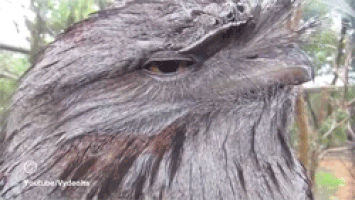 462F51D5-0221-4B38-8F83-BA6F4593EE7E.gif