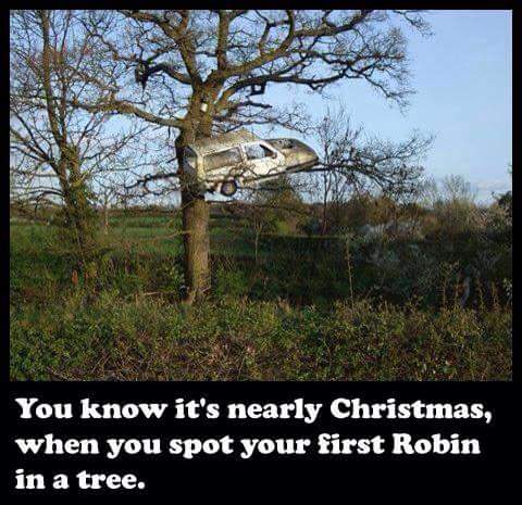 a robin in a tree.jpg