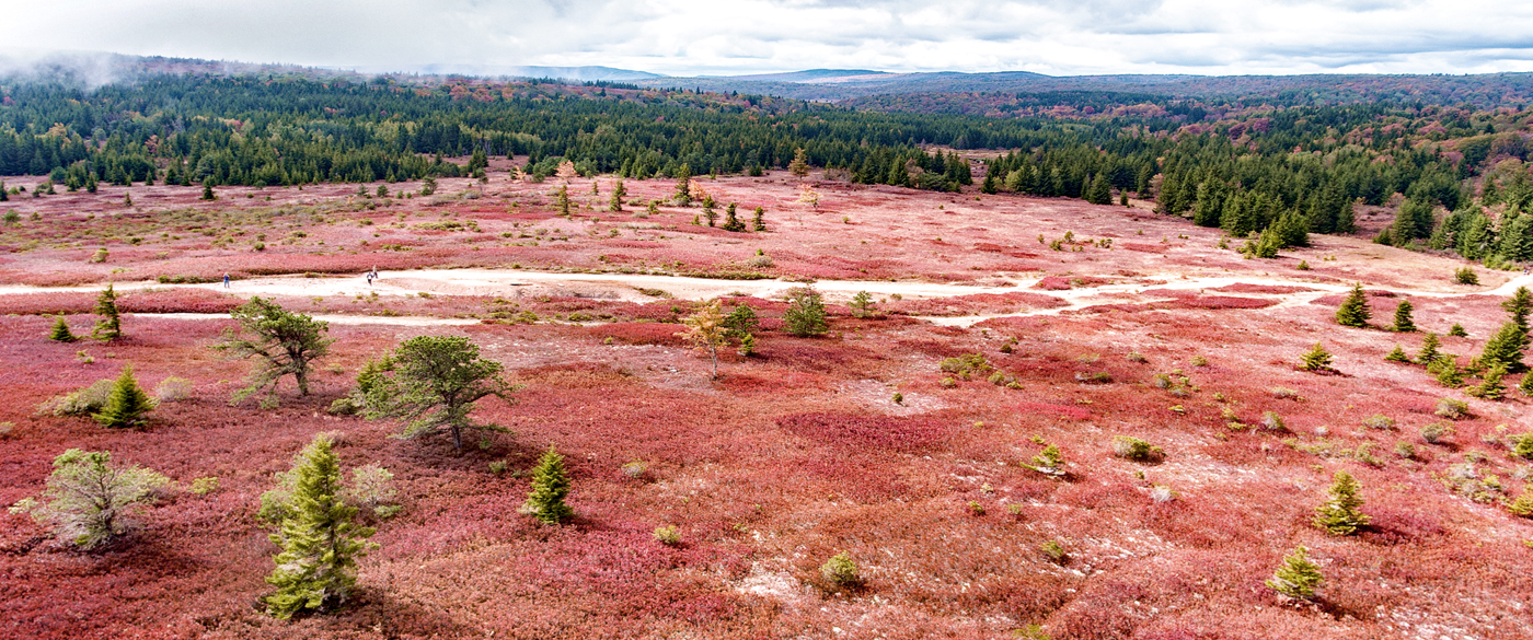 blue berry fields2pano.jpg