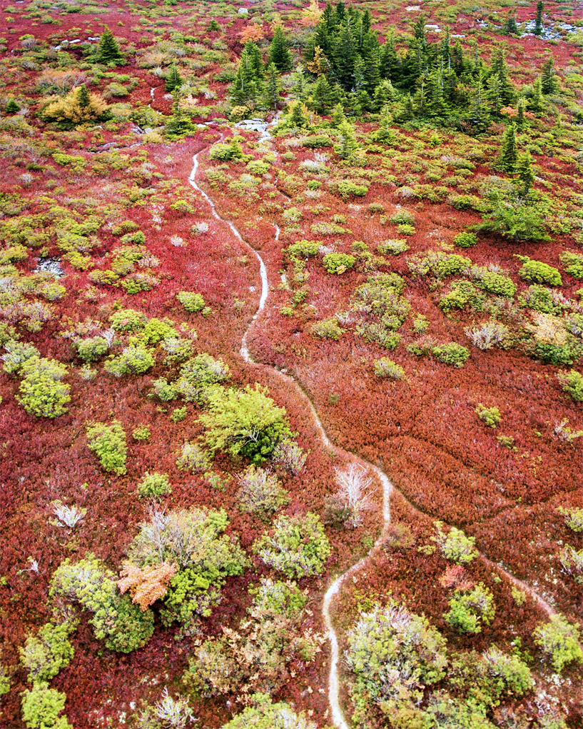 blue berry fields5cc.jpg