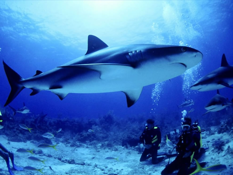 Bull-sharks-with-scuba-divers.jpg