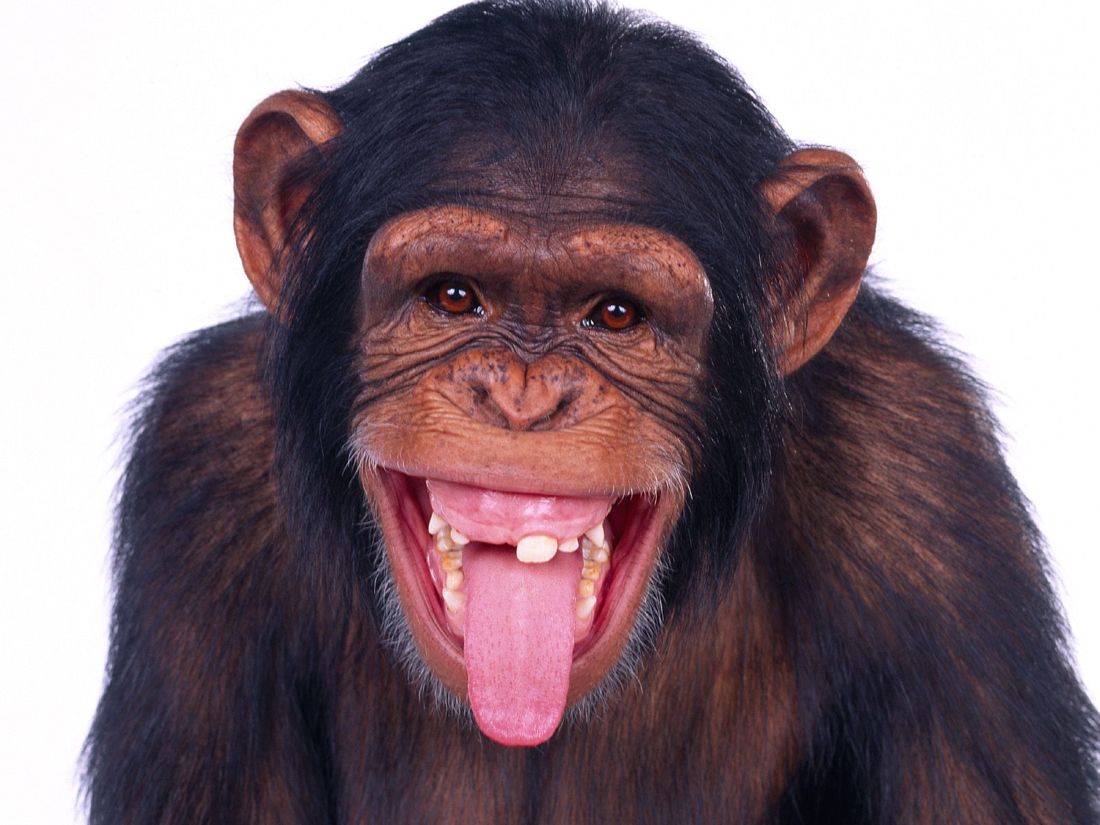 chimpy-chimp2.jpg