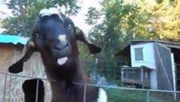 Dennis Rodman Goat.jpg