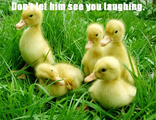 duck-laugh.jpg
