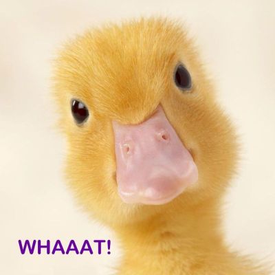 duck1.jpg