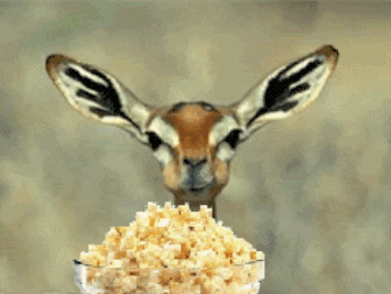 EA3F1829-27E4-4331-9A86-5DE74238BA91.gif