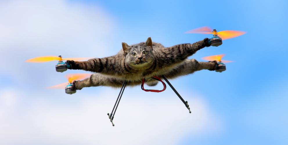flying cat.jpg