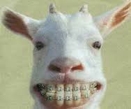 goat teeth.jpg