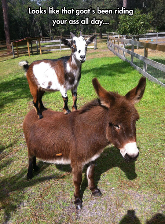 goats been riding ur *** all day.jpg