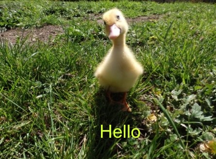 hello-duck.jpg