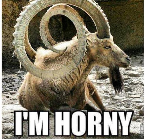 Horny goat.jpg