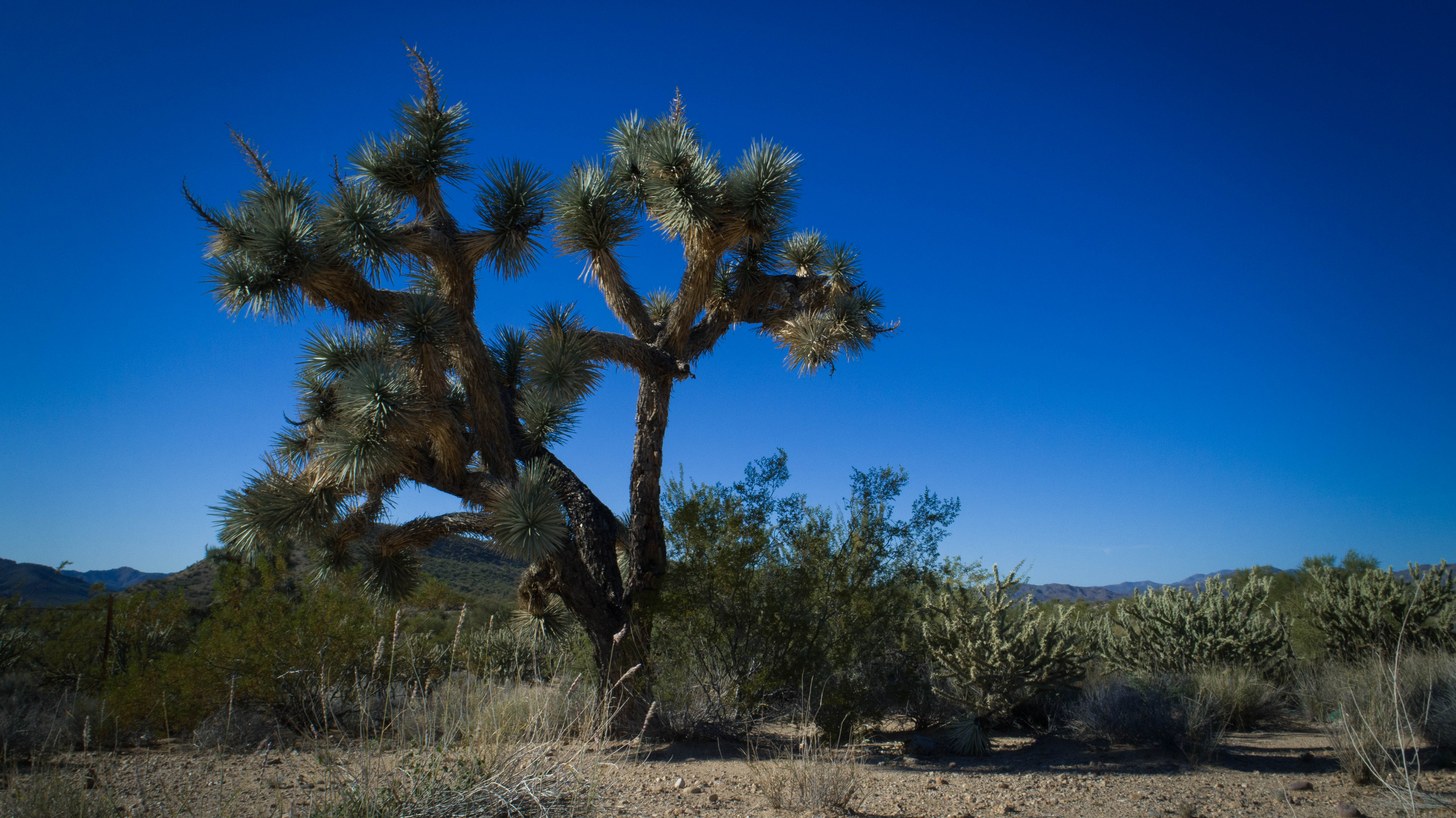 joshuatree.jpg