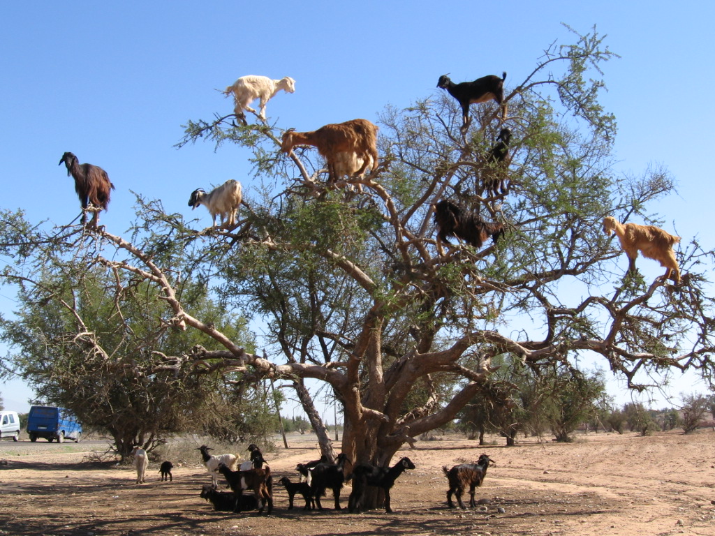 just standing around goats.jpg