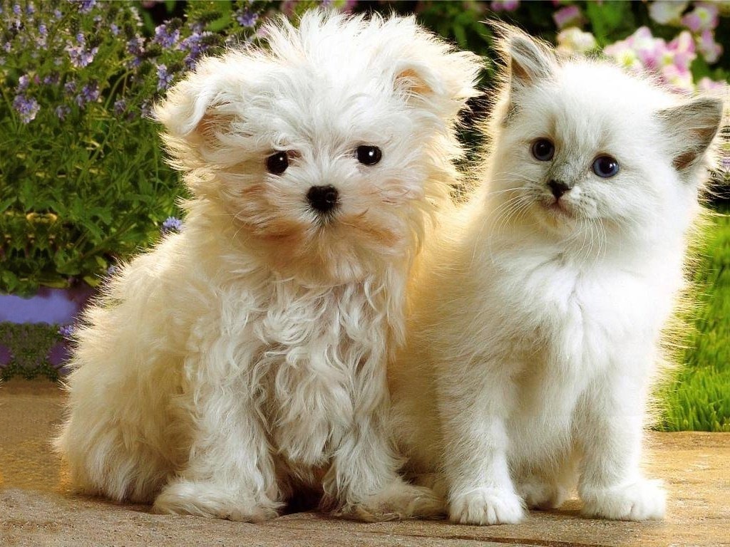 Kittens-Puppies-11-05-ccnan.jpg