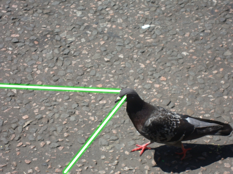 Laser pigeon.jpg