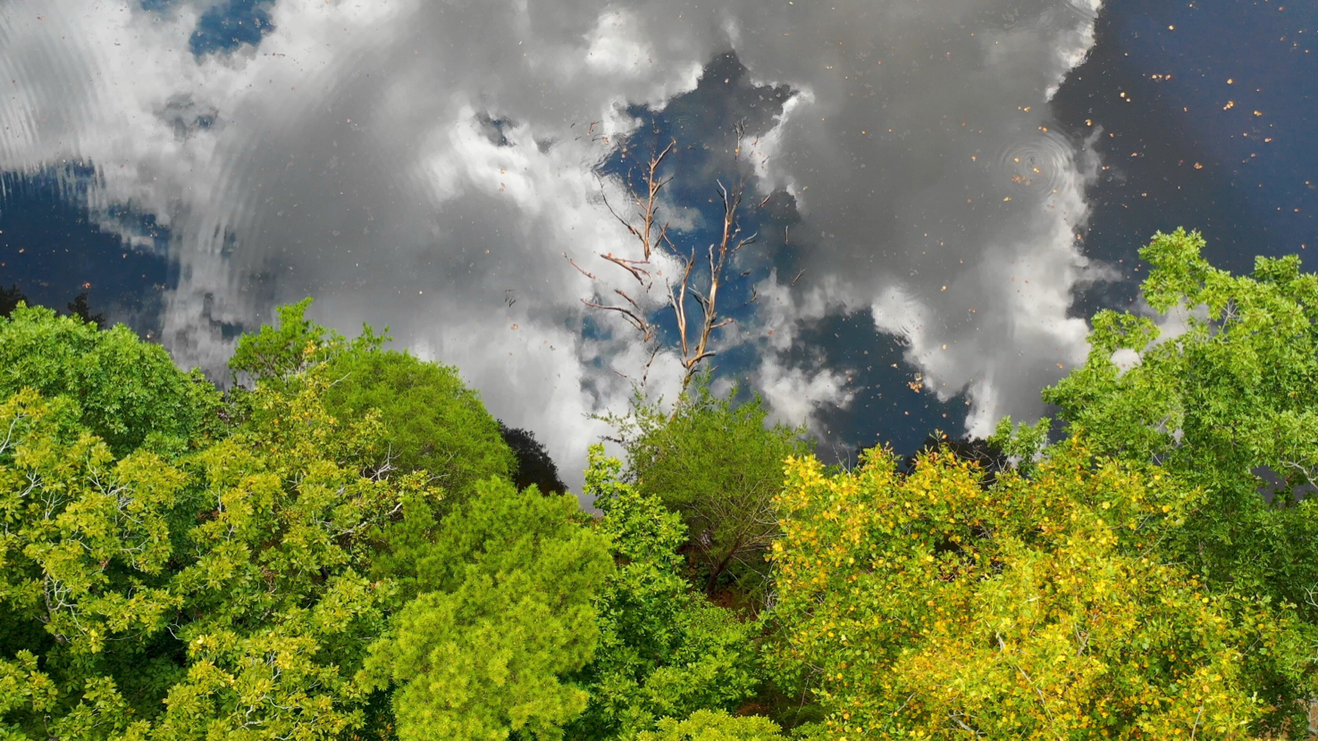 M2P 9-2 cloud tree 1.jpg