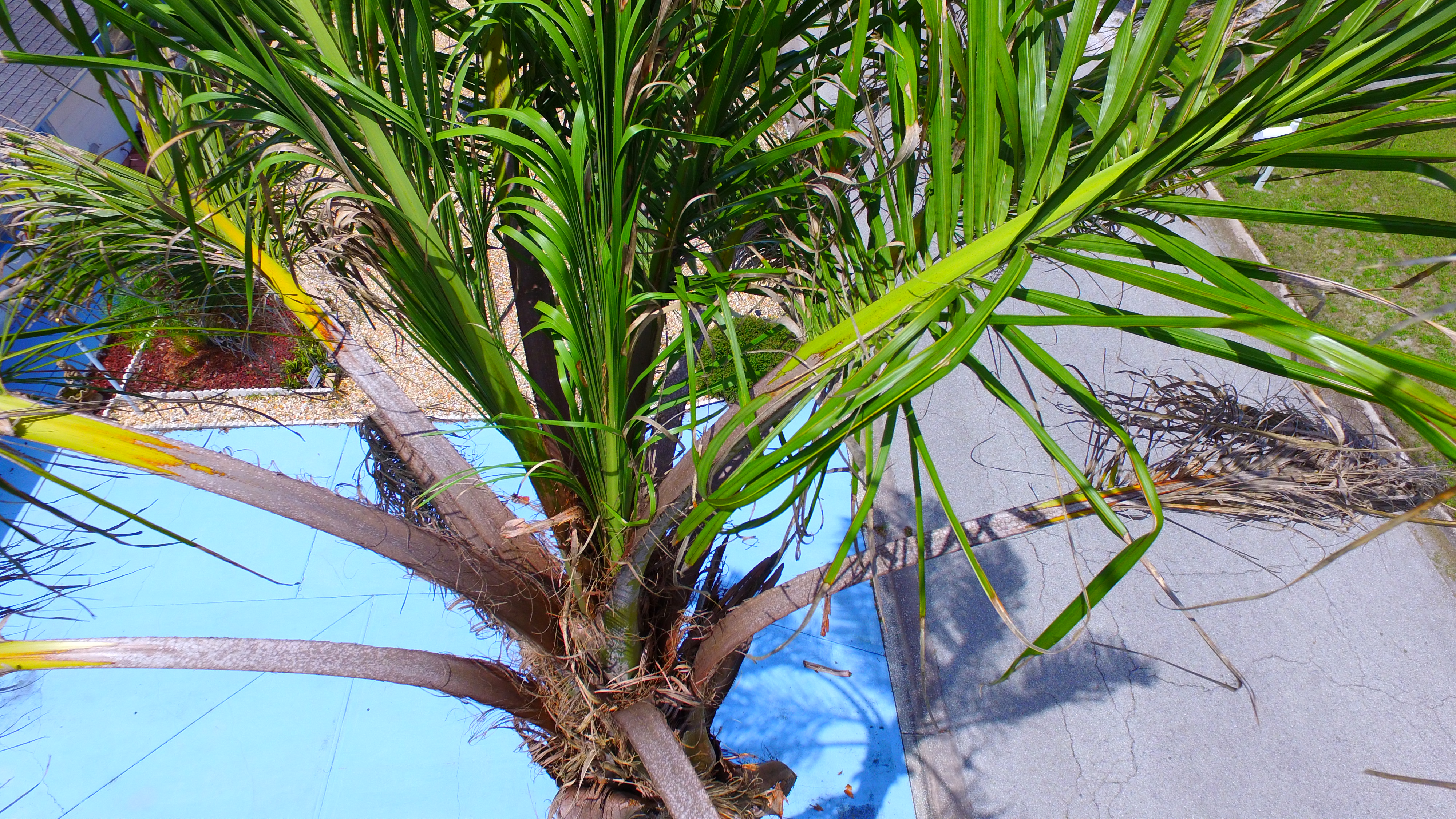Palm_Inspector.JPG
