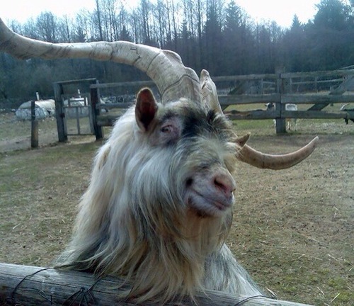 real human goat look.jpg