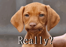 received_325407741273118.gif
