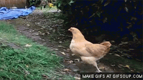 ridiculous-college-classes-chicken.gif
