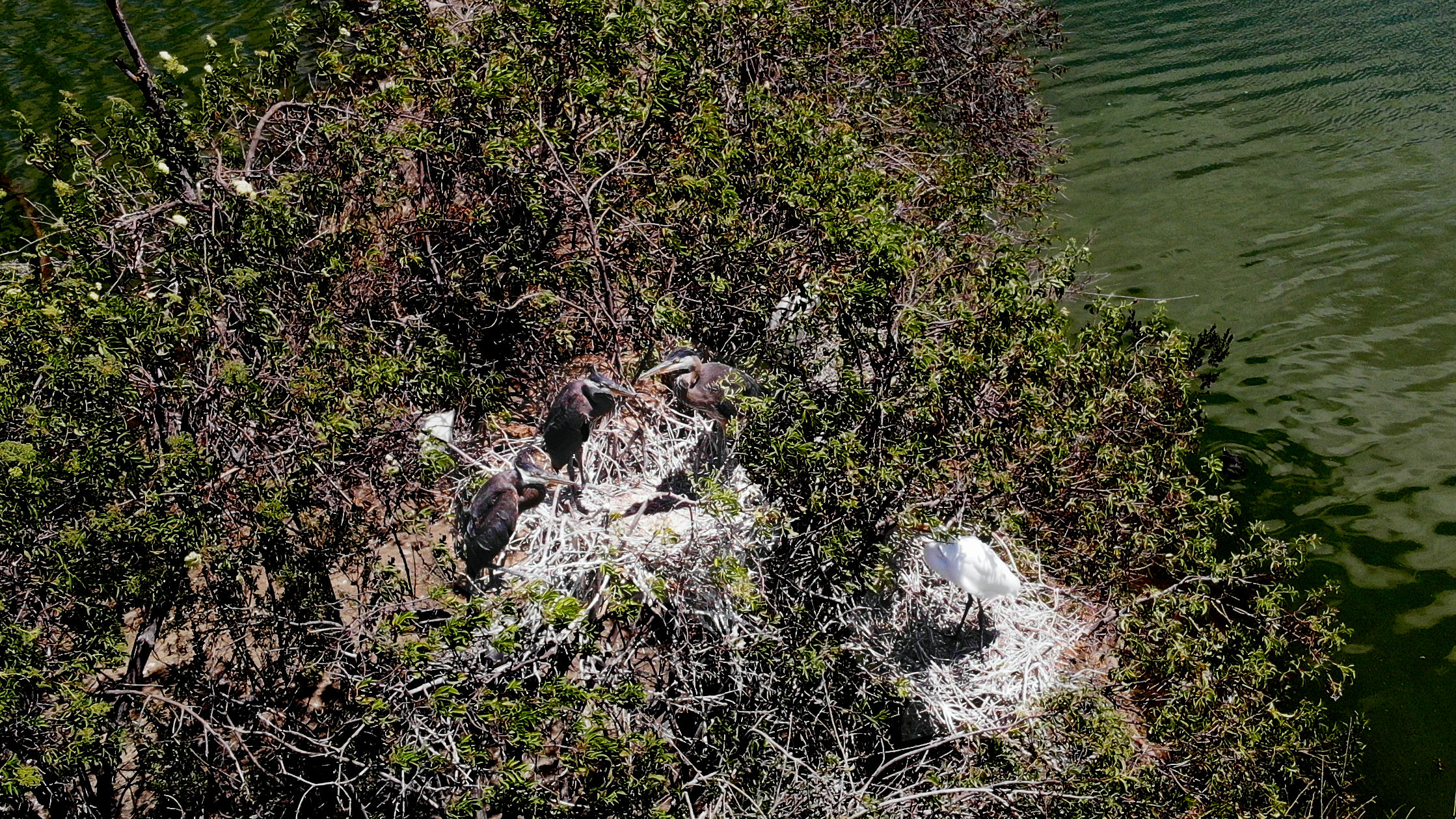 Ryan Barrett BLUE HERON ISLAND 3.jpg
