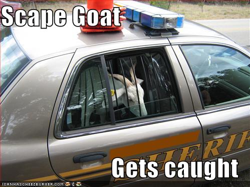Scapr Goat.jpg