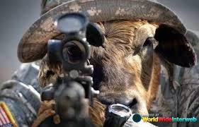 sniper goat.jpg