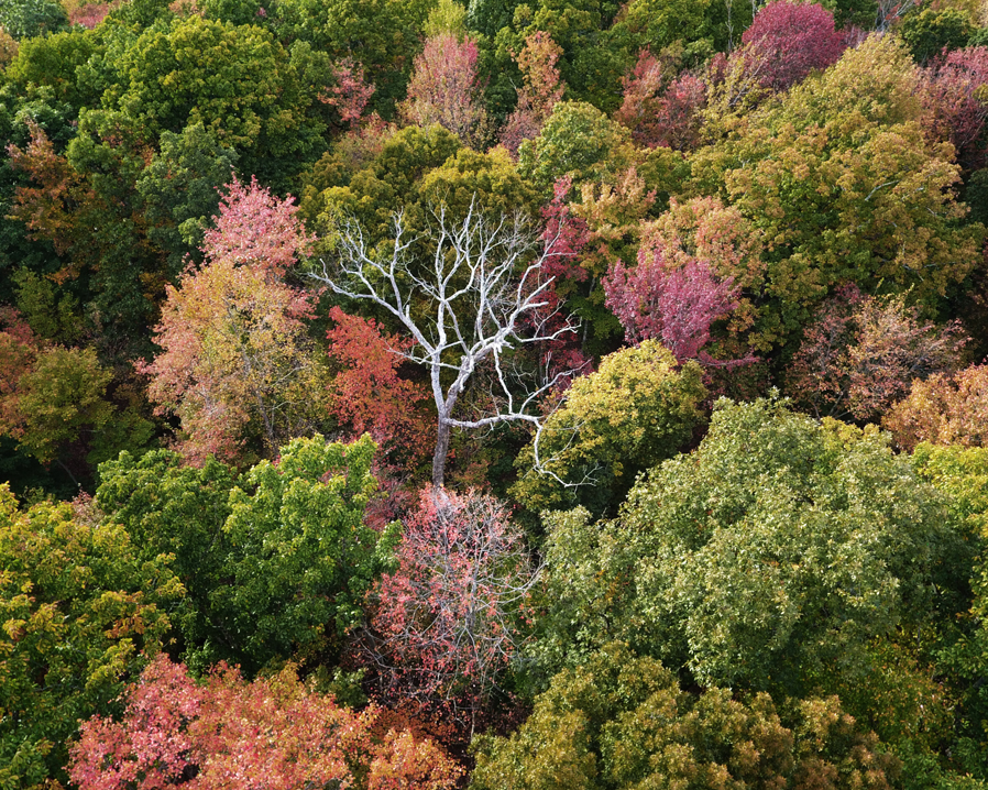 sticktree2c.jpg