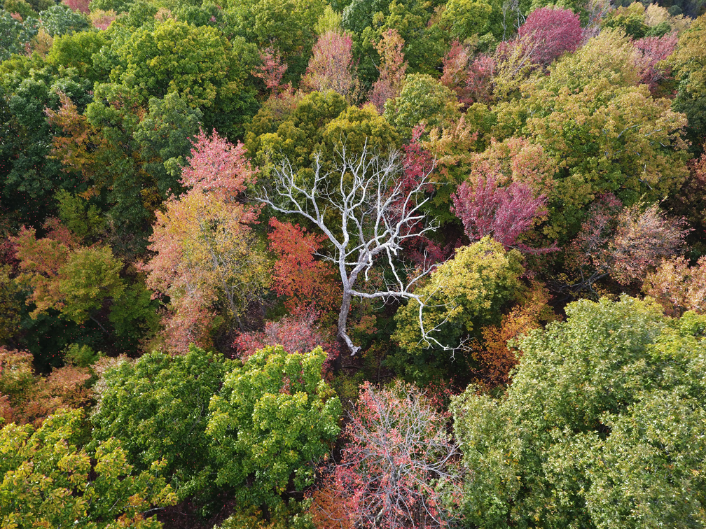 sticktreeorgc.jpg