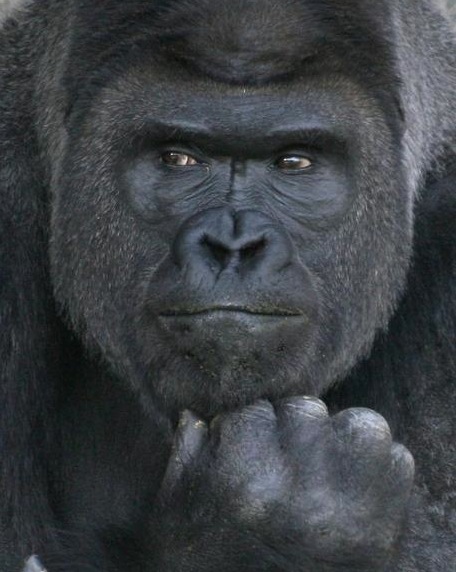 The-gorilla_-the-thinker.jpg