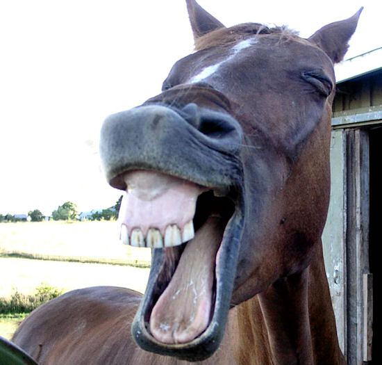 the-world_s-top-10-best-images-of-laughing-horses-6.jpg