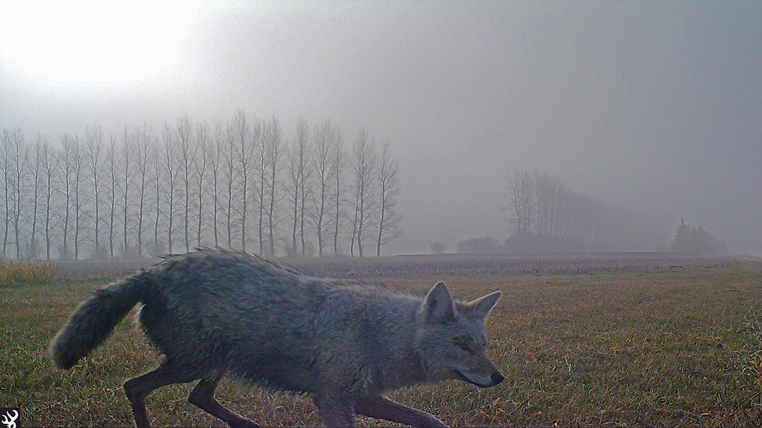 Wille E Coyote II Sm.jpg