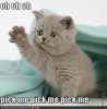 pick_me_kitten-295x300.jpg