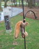 squirrel.jpg