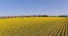 20150304_Daffodils_001.jpg