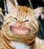 Teeth-2.jpg