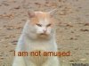 Slinger Says.jpg