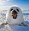 Baby Seal.jpg
