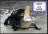 Snap Jaws2.jpg