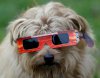 Dog Eclipse.jpg