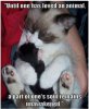 Cat Awwwww.jpg