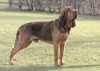 Bloodhound.jpg