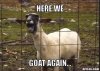 here we goat again.jpg