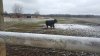 Calf is Found.jpg
