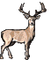 deer-animated.gif