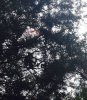 tree shot.jpg