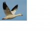goosfaa.jpg