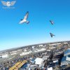 birds.jpg